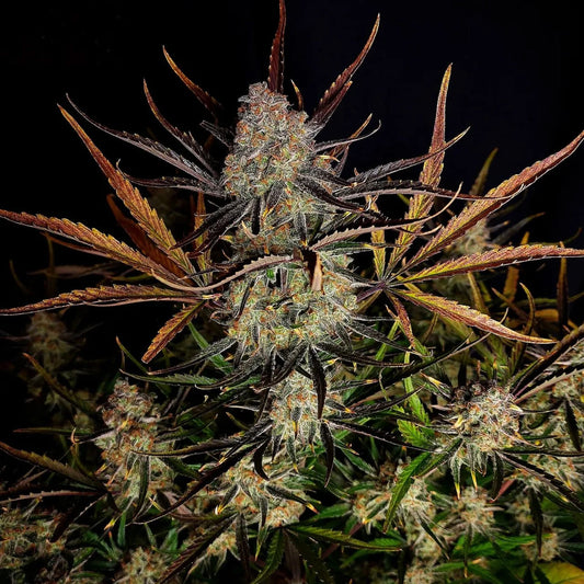 Apple Strudel Auto Feminized Seeds | FastBuds