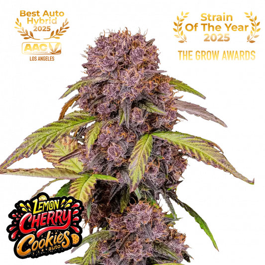 Lemon Cherry Cookies Auto Feminized Seeds | FastBuds