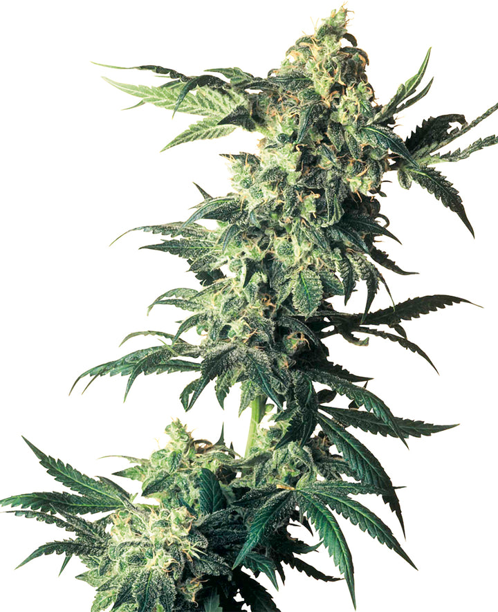 Sensi Seeds Northern Lights Feminized Cannabis Plant