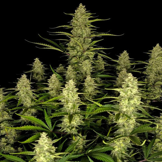 Papaya Cookies Auto Feminized Seeds | FastBuds