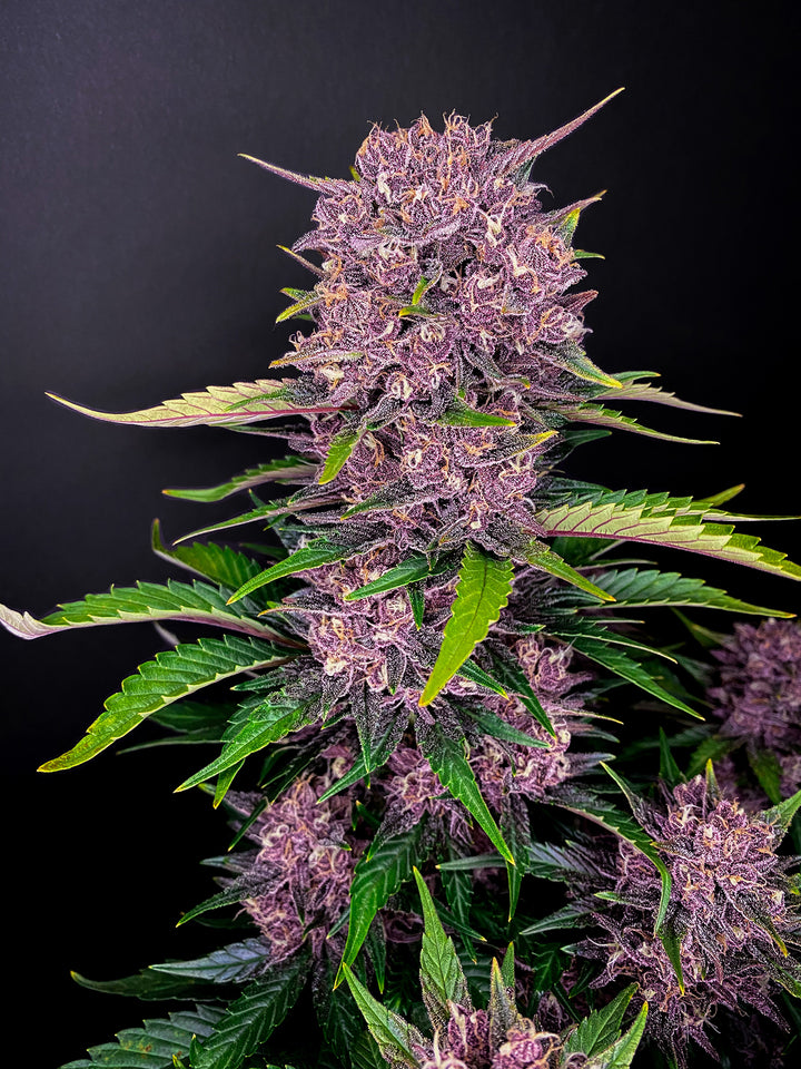 fastbuds purple lemonade auto cannabis plant